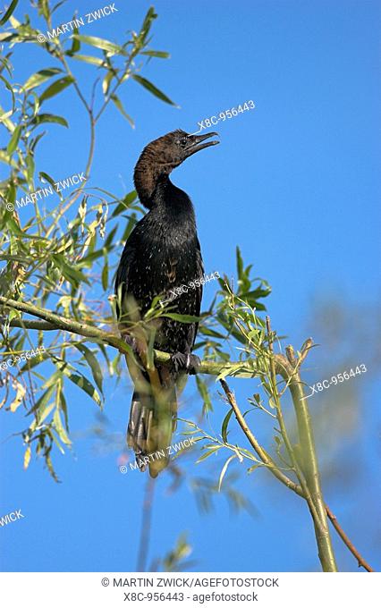 Pygmy Cormorant Phalacrocorax pygmeus in the Danube Delta, is a near threatened species where app 80 of the whole european population is living in the Danube...