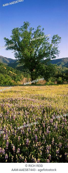 Vertical image of oak woodland and field of lupines and wildflowers. Los Padres National Forest, Merle Ranch, California