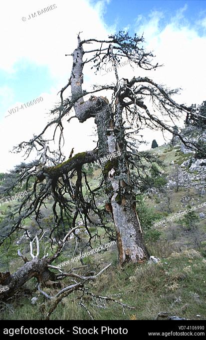 Spanish fir or pinsapo (Abies pinsapo) evergreen tree endemic to Mountains of Cadiz and Malaga. This photo was taken in Los Quejigales