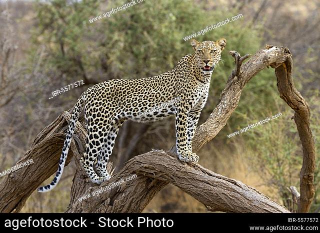 African leopard (Panthera pardus pardus) adult, standing in dead tree, Samburu National Reserve, Kenya, Africa