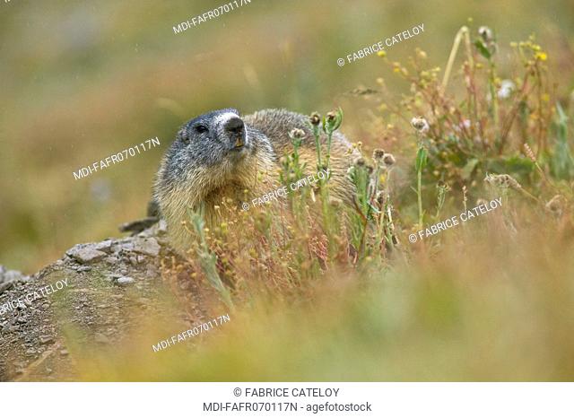 Marmot at the entry of its burrow in the natural regional park of Queyras