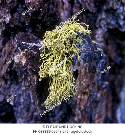 Sulphur Lichen