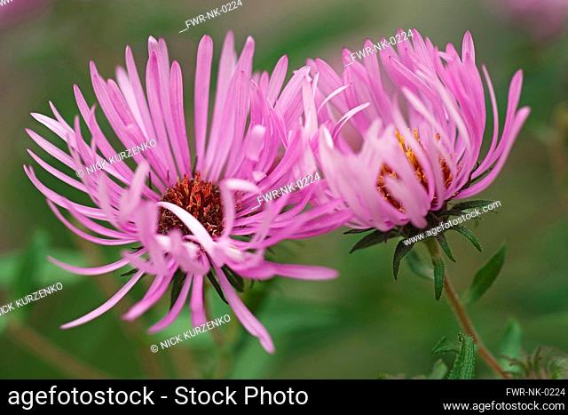Aster, New England aster, Symphyotrichum novae-angliae, Tw pink coloured flowers growing outdoor