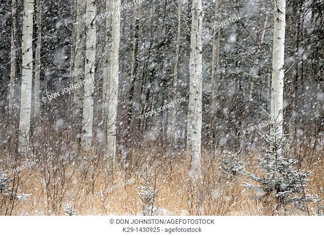 Woodland trees in a snow storm in early winter Greater Sudbury Ontario