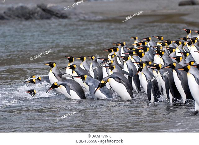 King Penguin's prepare for a dive in the ocean and a subsequent group surf