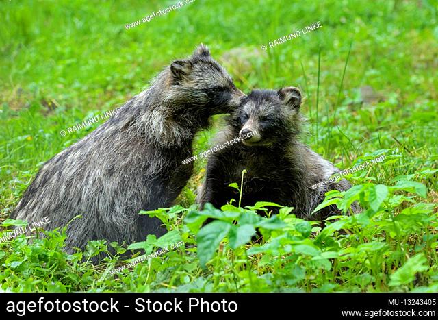 Raccoon dog, Nyctereutes procyonoides, two animals