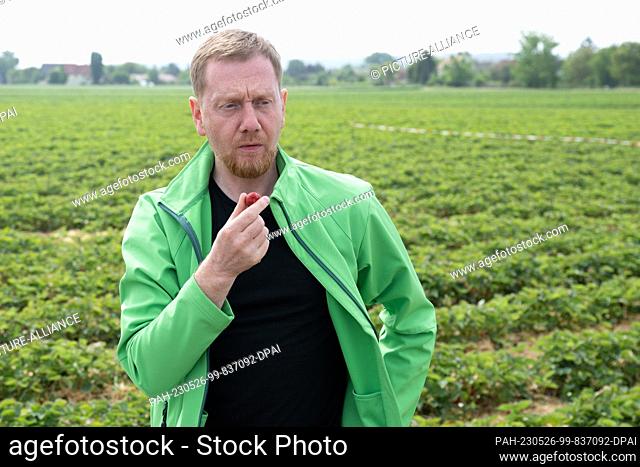26 May 2023, Saxony, Coswig: Michael Kretschmer (CDU), Minister President of Saxony, holds a strawberry in a field at the opening of the strawberry season