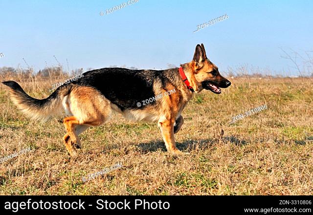 runnung purebred german shepherd in a field