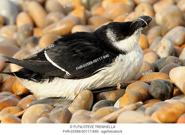 Razorbill (Alca torda) adult, winter plumage, washed ashore after contamination from polyisobutene oil additive at sea, affecting waterproof coating and ability...