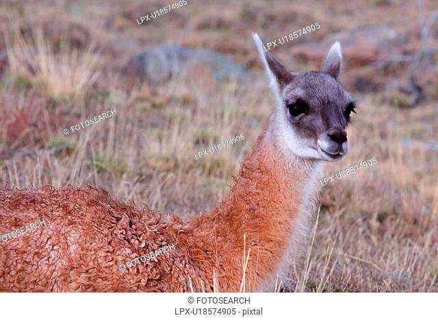 Close up of single Guanaco on scrub grass, Torres del Paine, Southern Chile, Patagonia