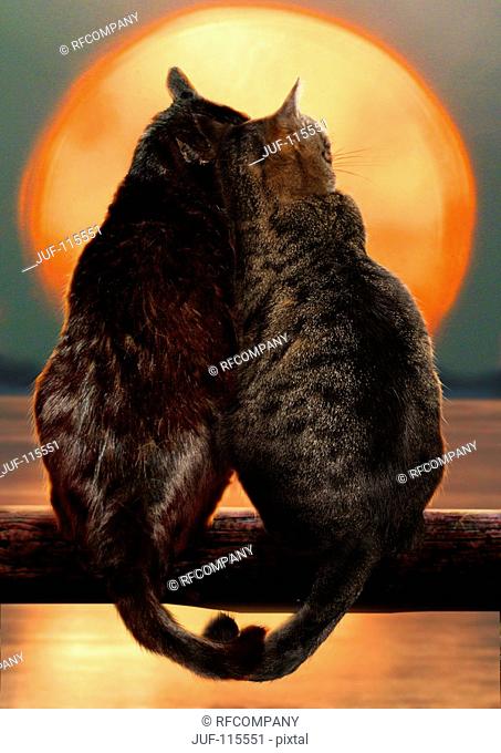 two domestic cats - sunset