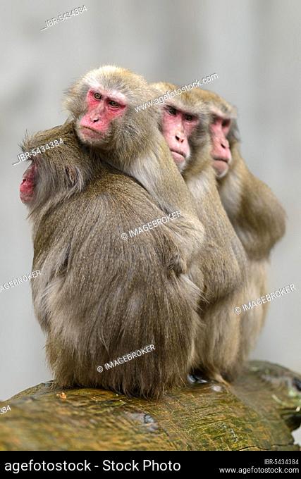 Japanese macaque (Macaca fuscata), Japanese macaque, in captivity