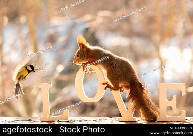red squirrels are standing on the word love