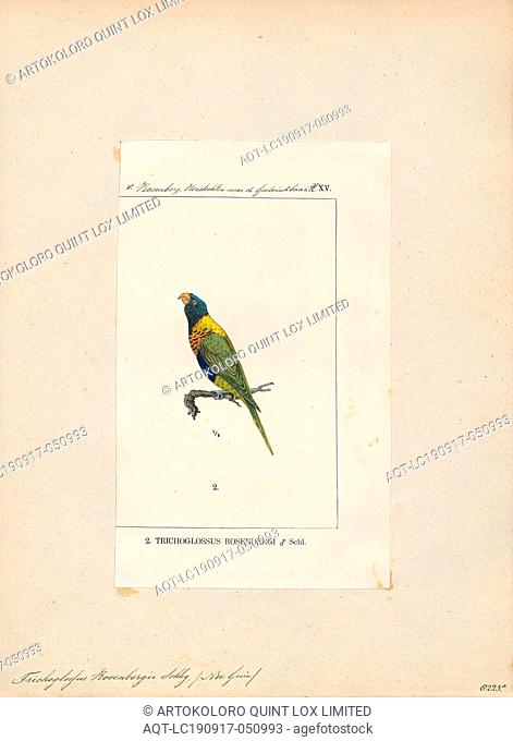 Trichoglossus rosenbergii, Print, The Biak lorikeet (Trichoglossus rosenbergii), also known as Rosenberg's lorikeet, is a parrot in the family Psittaculidae