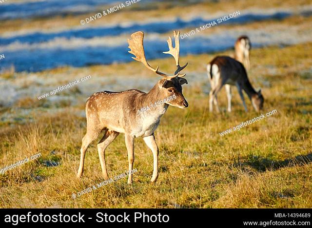 Fallow deer (Dama dama), clearing, meadow, standing