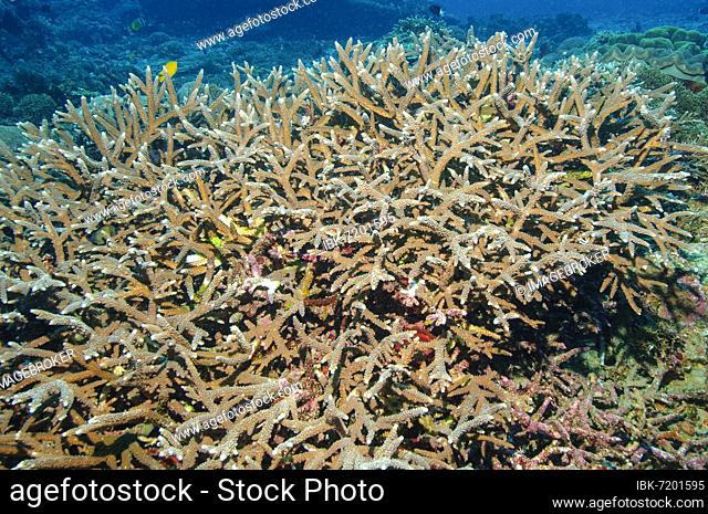 Small polyp small polyp stony coral sp (Acropora robusta), staghorn coral, Philippine Sea, Pacific Ocean, Negros, Visayas, Philippines, Asia