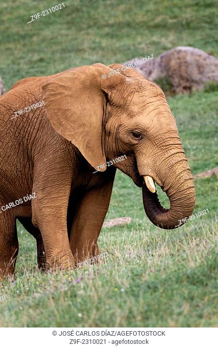 An African elephant in the Cabarceno Nature Park, Cantabria, Spain