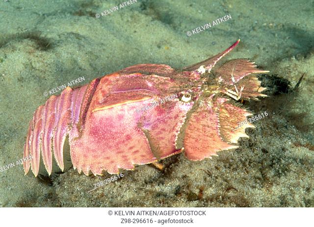 Butterfly slipper lobster (Ibacus peronii). Commercial species. South and southeast coast (20-250 m.). Australia