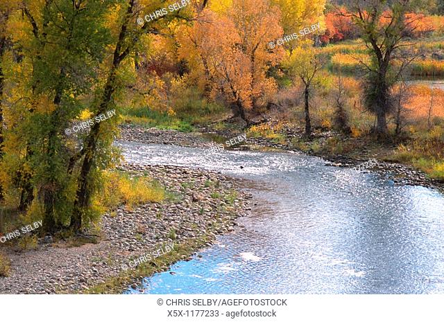 Fall colors along the Yampa River near Steamboat Springs, Colorado, USA