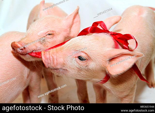Two Small Pink Piglets Playing With Red Bow