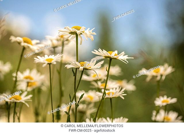 Ox-eye daisy, Leucanthemum vulgare. Group of Ox-eye daisies with white petals surrounding yellow centres