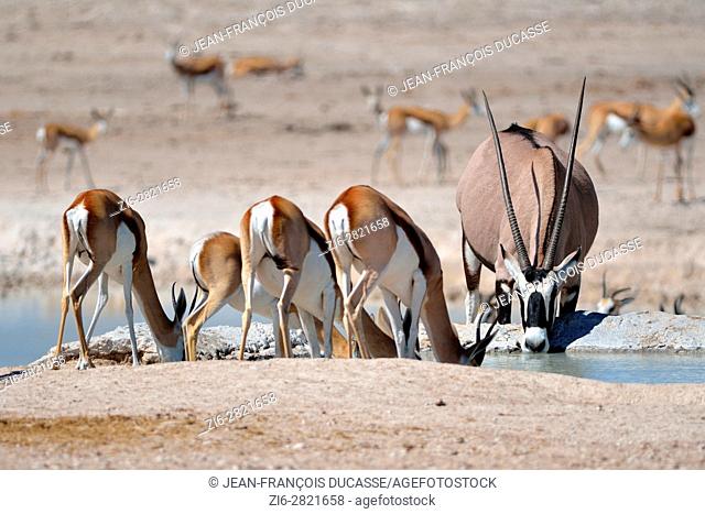 Gemsbok (Oryx gazella) and springboks (Antidorcas marsupialis), drinking at a waterhole, Etosha National Park, Namibia, Africa