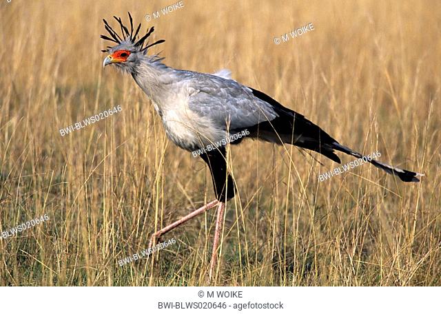 secretary bird Sagittarius serpentarius, walking, portrait, South Africa, Itala Game Reserve, Aug 04