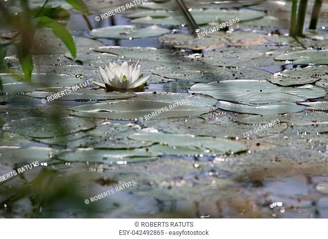 White Water Lily on the water surface, Latvia