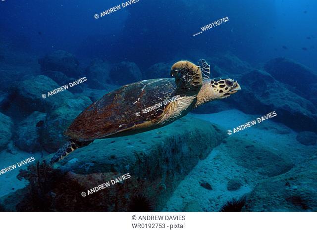 Hawksbill Turtle, Eretmochelys imbricata, Mahe, Seychelles, Indian Ocean rr