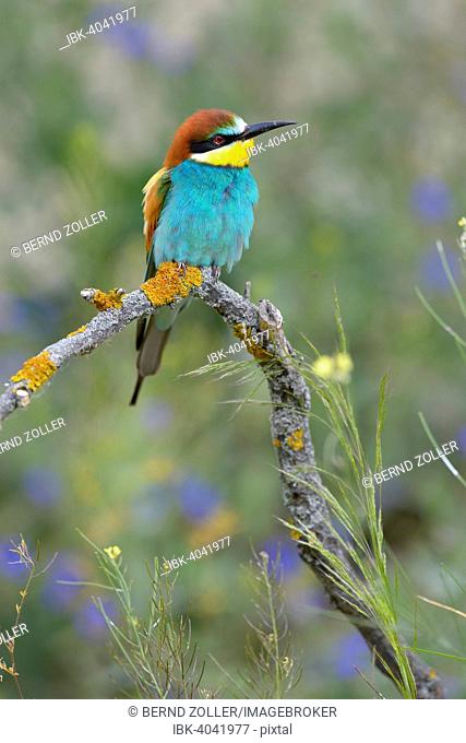 European Bee-eater (Merops apiaster), perched on a branch in a flowering meadow, Kiskunság National Park, Hungary