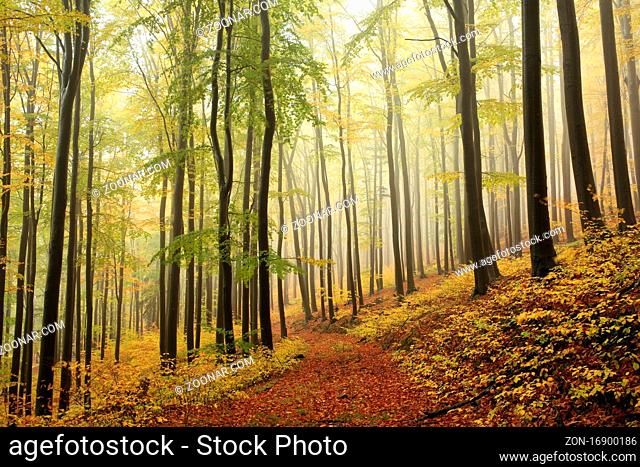 Path among beech trees through an autumn forest in a misty rainy weather, Bischofskoppe Mountain, October, Poland