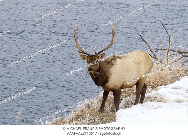 Elk (Cervus elaphus), bull feeding along river in winter snow Madison River Yellowstone National Park, Wyoming