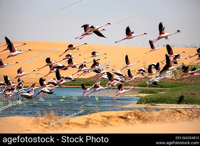 Flamingoes at bird paradise, walvis bay, namibia