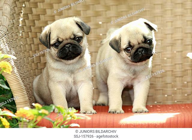 pug dog - two puppies