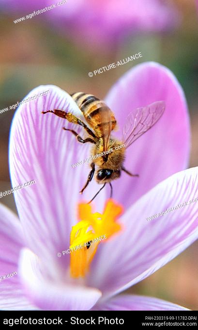 19 March 2023, Schleswig-Holstein, Ahrensburg: A day before the official start of spring, a bee collects nectar from a crocus flower