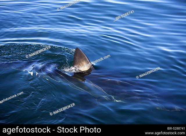 Great white shark (carcharodon carcharias), white shark, man shark, white sharks, white sharks, man sharks, Other Animals, Fish, Shark, Animals