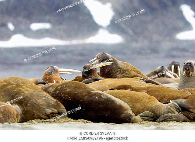 Norway, Svalbard, Spitsbergern, Walrus (Odobenus rosmarus) colony resting on the beach