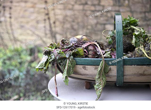 Freshly picked beetroot in a wooden basket