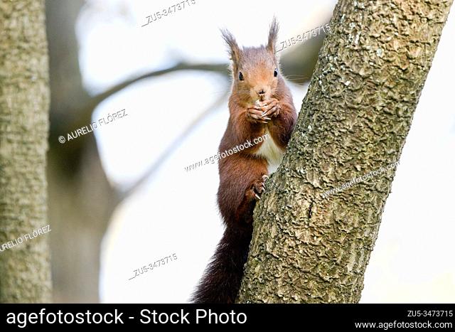 The red squirrel (Sciurus vulgaris), or simply common squirrel, is a species of Sciuromorph rodent of the Sciuridae family