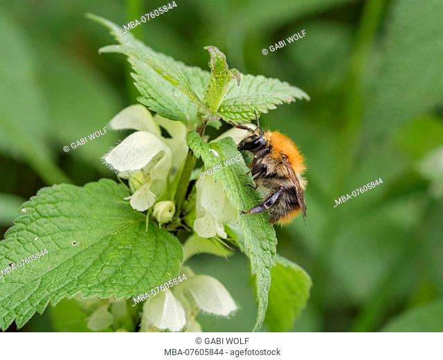 Variable bumblebee, Bombus humilis, searching for food