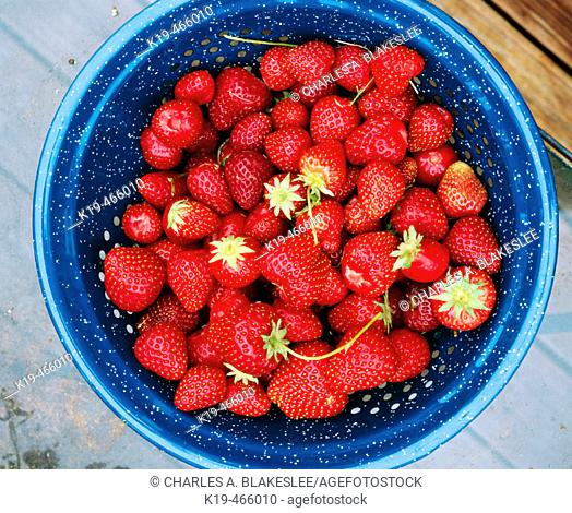 Strawberries in a colander. Anacortes. Skagit County. Washington. USA