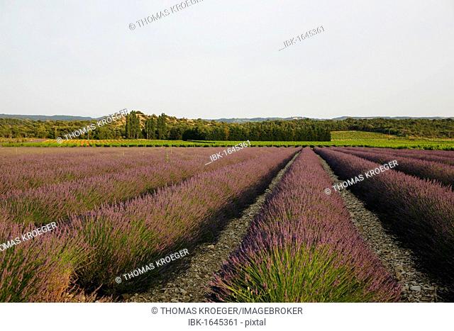 Lavender cultivation, lavender field at Le Pegu, Valreas, Vaucluse, Provence, southern France, France, Europe