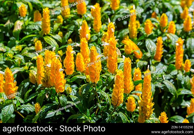Pachystachys lutea, known by the common names lollipop plant and golden shrimp plant, is a subtropical, soft-stemmed evergreen shrub between 36 and 48 inches...