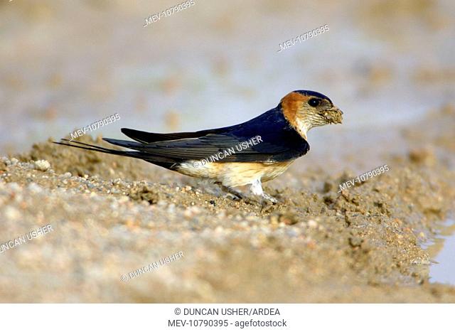 Red-Rumped Swallow - collecting nest material (Hirundo daurica)