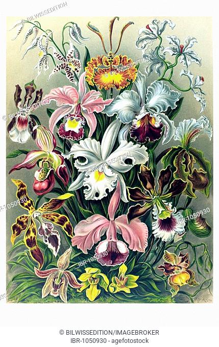 Historic illustration, Orchid (Orchideae), tablet 74, Ernst Haeckel, Kunstformen der Natur, Artforms of Nature