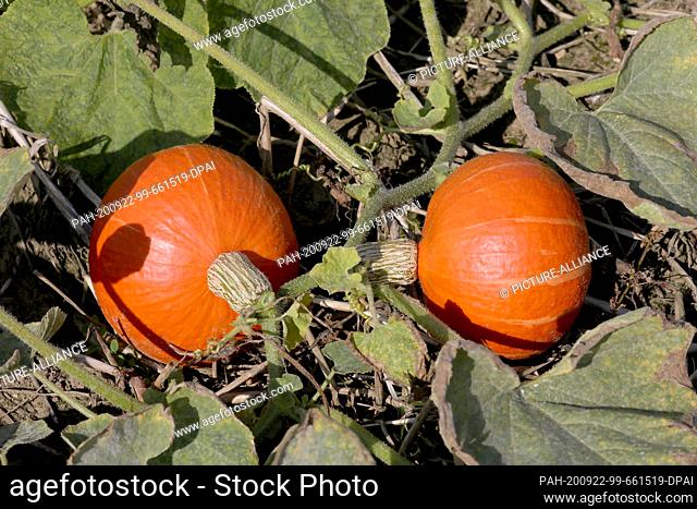 16 September 2020, Mecklenburg-Western Pomerania, Broderstorf: Hokkaido pumpkins grow on the vegetable and potato farm of Elgetis