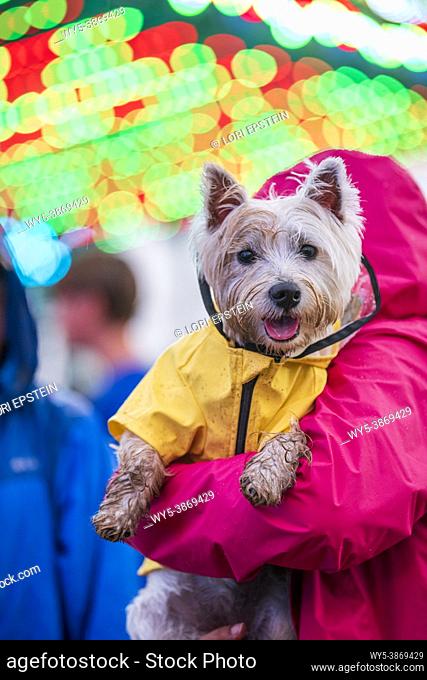 A West Highland terrier dog, a westie, wears a yellow slicker raincoat to help keep dry during a rainy county fair in Arlington, Virginia
