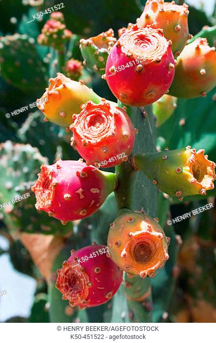 Fruits on Beavertail cactus (opuntia basilaris)