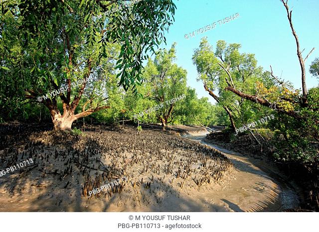 The Sundarbans, a UNESCO World Heritage Site and a wildlife sanctuary The largest littoral mangrove forest in the world, it covers an area of 38, 500 sq km
