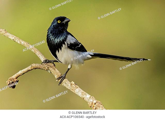 Magpie Tanager (Cissopis leverianus) perched on a branch in the Atlantic Rainforest Region of Brazil